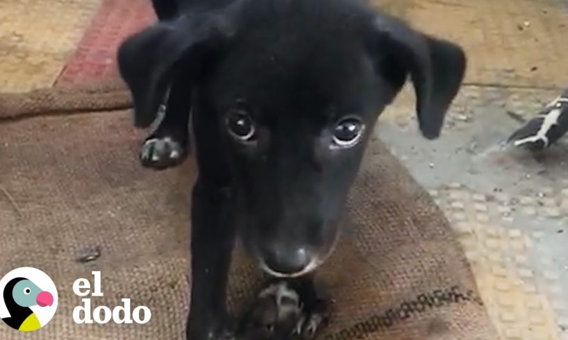 Mujer viajó por todo el mundo para ayudar a este cachorro a ser adoptado | ¡Adóptame! | El Dodo