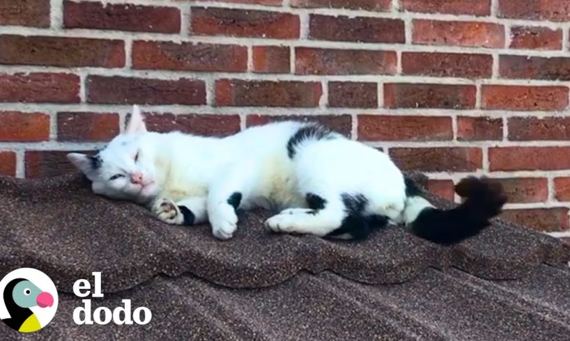 Pareja construye una casa diminuta para el gato callejero que los visita todos los días | El Dodo