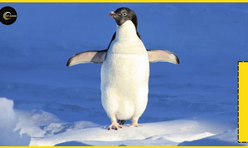 Penguins | Top funny animals | Animal Rescues #ST. SOME