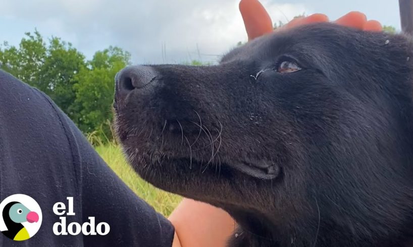 Perro callejero que nadie pudo atrapar elige su nueva familia | El Dodo