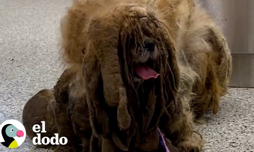 Perro estaba tan enmarañado que parecía tener seis patas | El Dodo