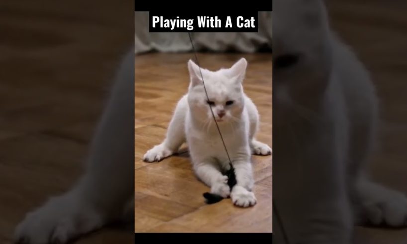 Playing With A Cute Cat 😊 #shorts Videos || #funny cute cats || #animals #cats #trending