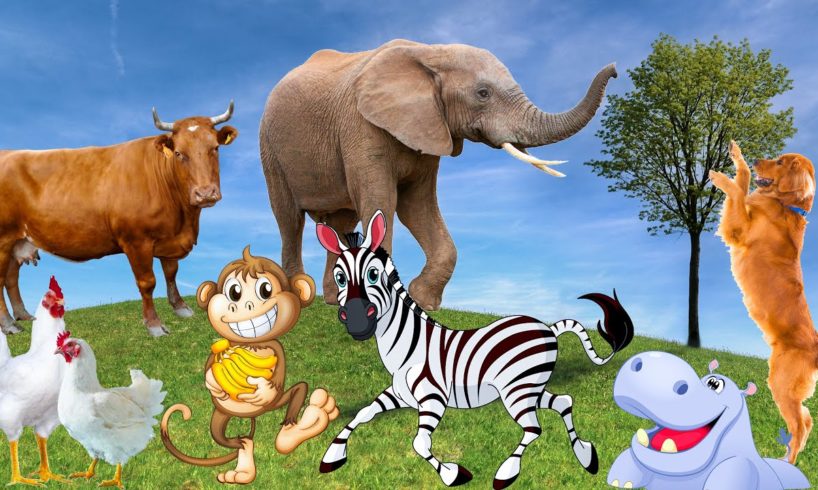 Relax with familiar animals: cats, dogs, elephants, cows, chickens, monkeys - Animal sounds