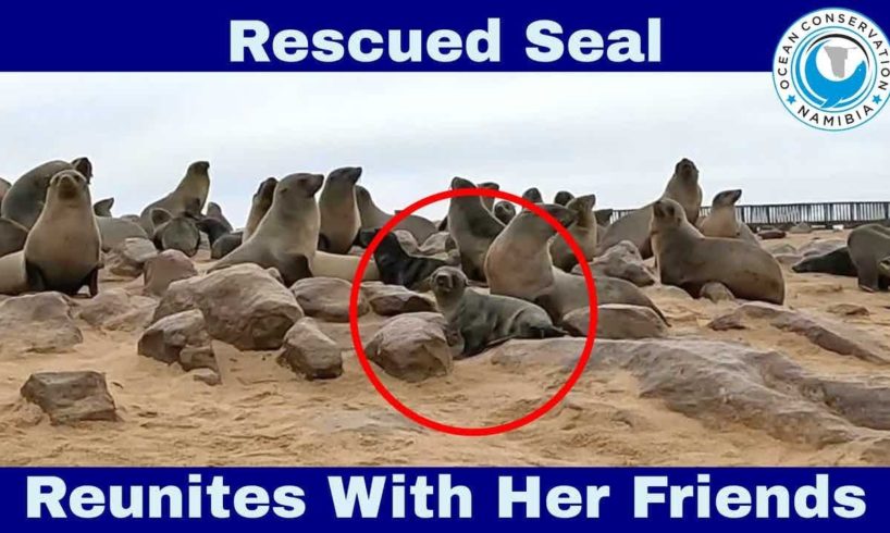 Rescued Seal Reunites With Her Friends