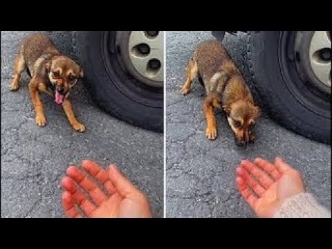 Scared Dog Abandoned On Roadside Melts In Woman’s Arms After Being Rescued / rescue puppy