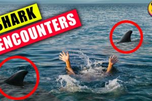 Shark Encounters That Will Traumatize You !!