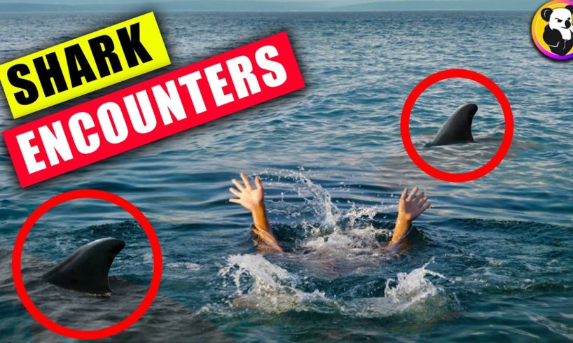 Shark Encounters That Will Traumatize You !!