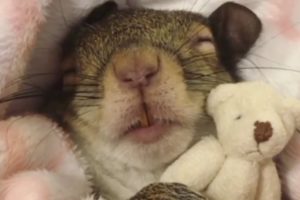 Squirrel rescued from hurricane now sleeps with her teddy bear (Squirrel loves to dress up)