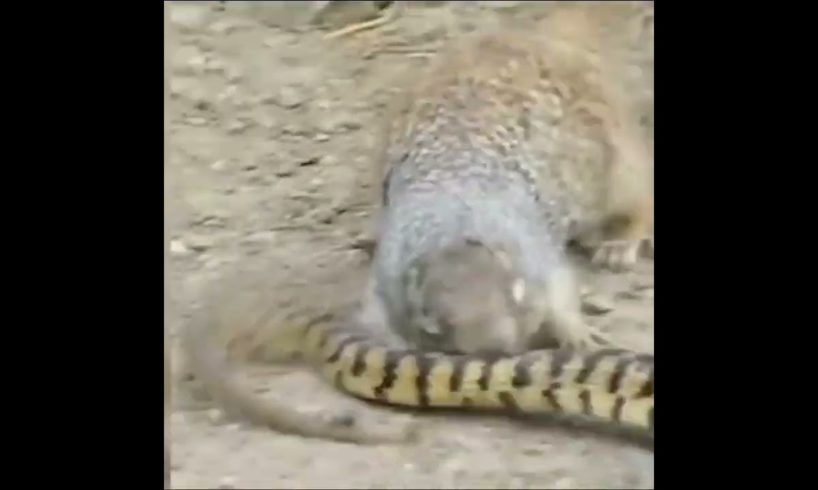 Squirrel vs Snake fight(2022) animal's fighting#short #viral #youtube