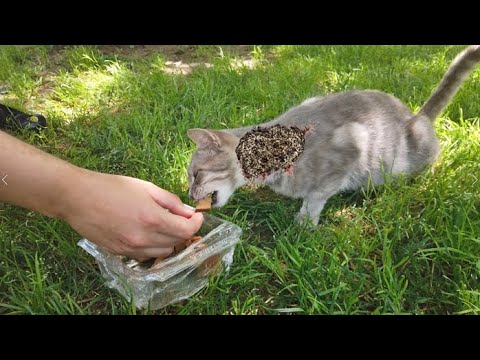 Stray Cat Living in the Park Was Very Hungry When We Found Him (Animal Rescue Video)