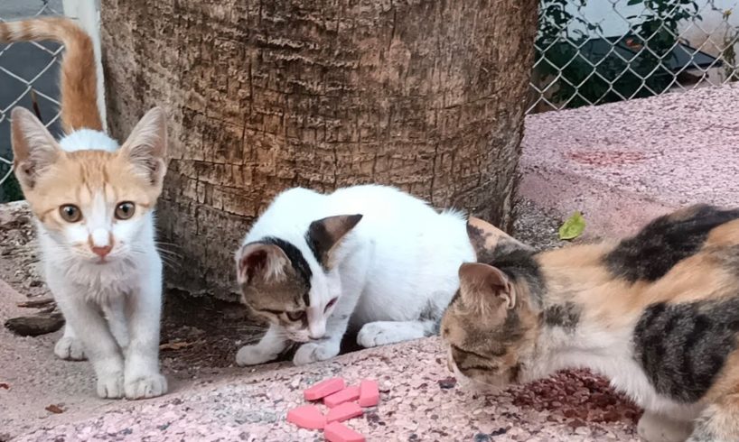 Sweet Cat Group Is Waiting For Food From Us 😻 Street Cats /Cat Rescue /Animal Rescue