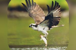 The Best Eagle Attacks on Rabbits -Most amazing moments of Cute Animals fights...**