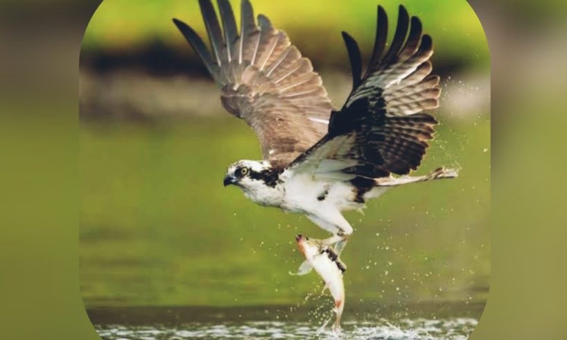 The Best Eagle Attacks on Rabbits -Most amazing moments of Cute Animals fights...**