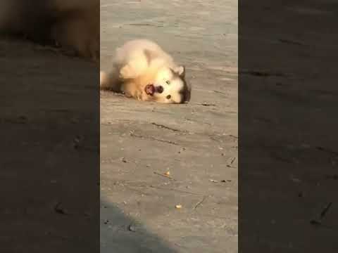 The Cutest Puppies #viral #shorts #1billionviews #beautiful #plssubscribe #creativity #2022