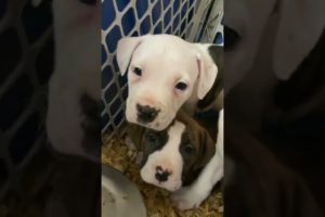 The cutest puppies