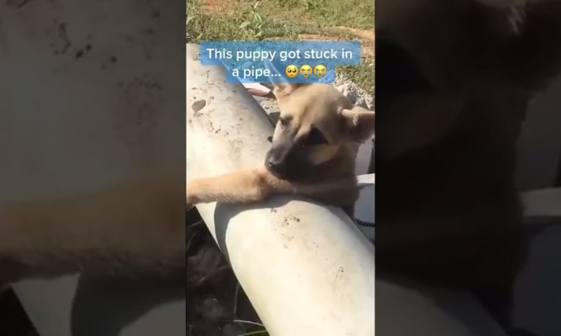 This puppy got stuck in a pipe