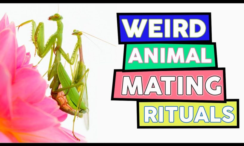 Top 10 Animals With The Most Unusual Mating Tactics ➡ Weird Animal Mating Rituals