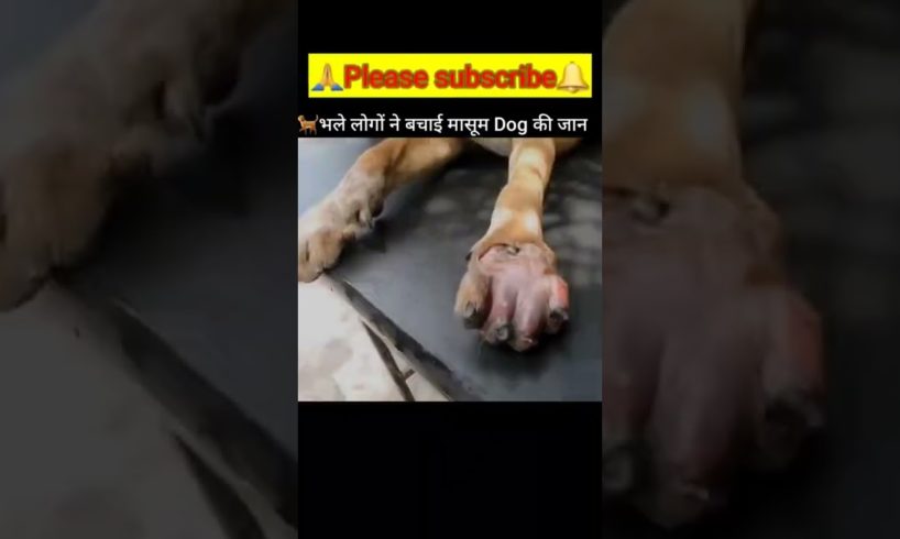 Trap के कारण काटना पड़ा Dog का पैर || #shorts #shortsvideo #ytshorts #dog #rescue