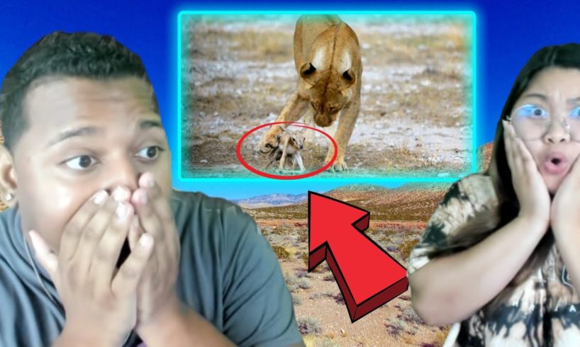 UNBELIEVABLE! Animal Rescues Other Animal In Need! Reaction