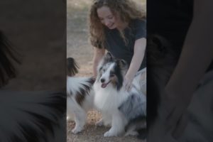 Woman Playing with Two pet Dogs 🥰😍 || Animals love #funnyanimals #funnydog #ytshorts #shorts