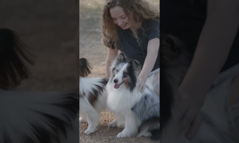 Woman Playing with Two pet Dogs 🥰😍 || Animals love #funnyanimals #funnydog #ytshorts #shorts