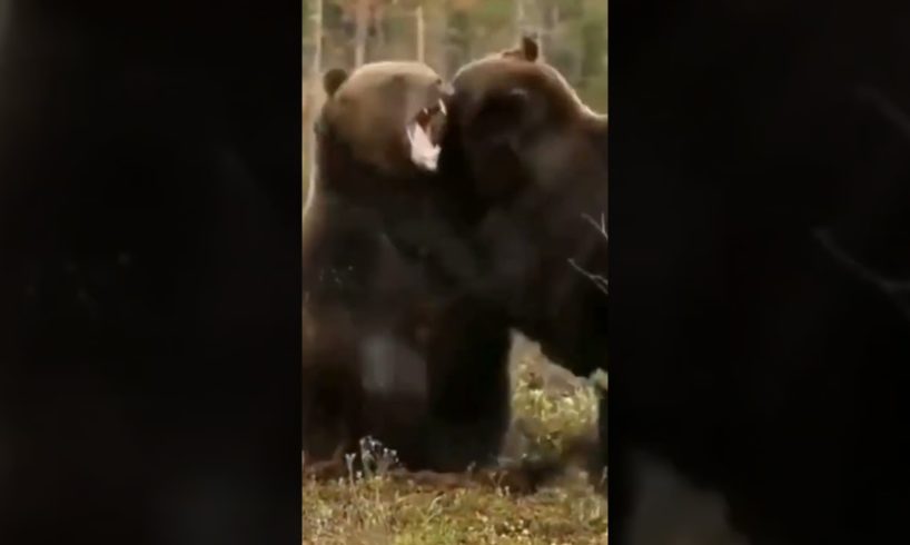 animals fights