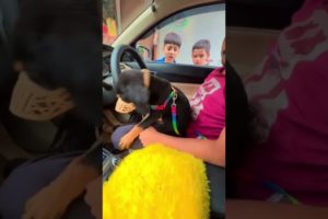 car mai so raha hai 😅funniest and cutest puppies 🐶 ❤🔥#shorts #ytshorts #trending #viral