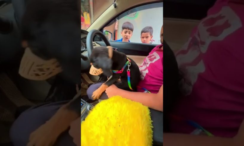 car mai so raha hai 😅funniest and cutest puppies 🐶 ❤🔥#shorts #ytshorts #trending #viral