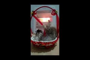 cute kitten jojie playing, #kitten catshades