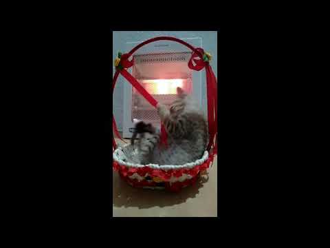 cute kitten jojie playing, #kitten catshades