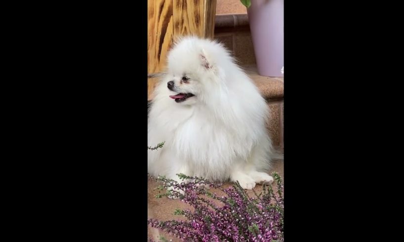 cutest baby dog cutes dog,cute dog,cutest dog,cute cutest puppies, dog video,cutest dog in world