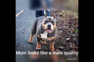 cutest puppies ever and  available uk and beast of a mum pocket bully