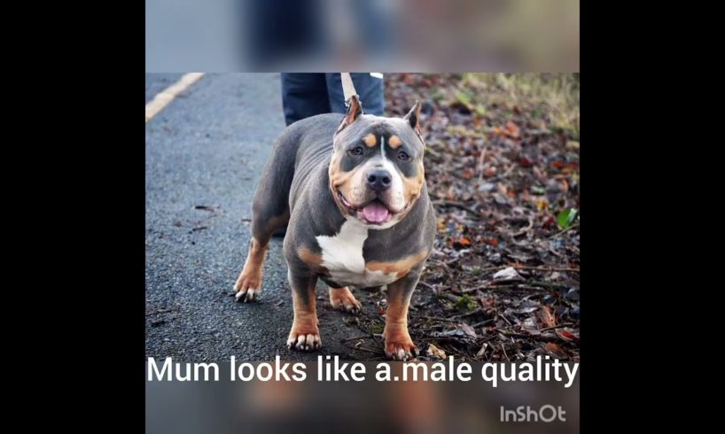 cutest puppies ever and  available uk and beast of a mum pocket bully