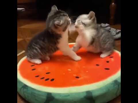 funny kittens playing/Funny Animals best videos