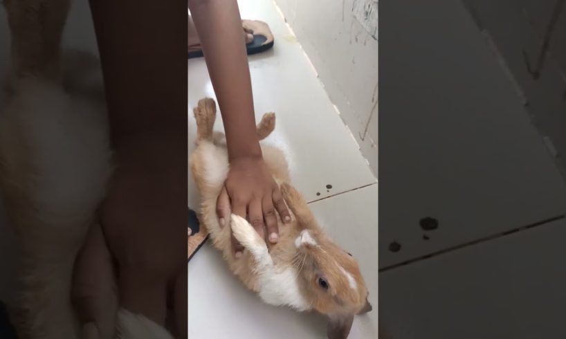 g40 funny rabbit playing with Hriddha #shorts #rabbit #bunny