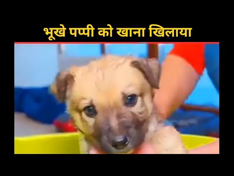 rescue homeless puppy || भूखे पप्पी को खाना खिलाया || #fkhindifacts #shorts