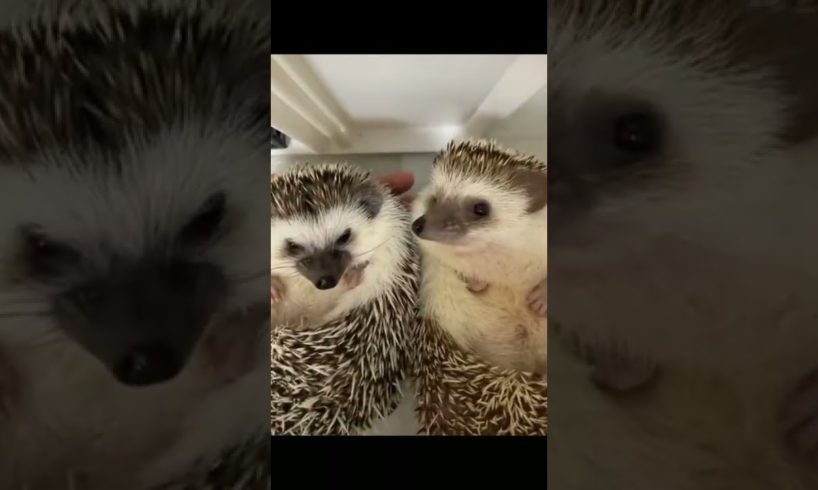 #shorts #hedgehog #hedgehogsoftiktok #cuteanimal #animal #loveanimal