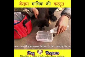 कितने पत्थर 😔 दिल हो गए हैं लोग💔 ।। Dog rescue। #shorts