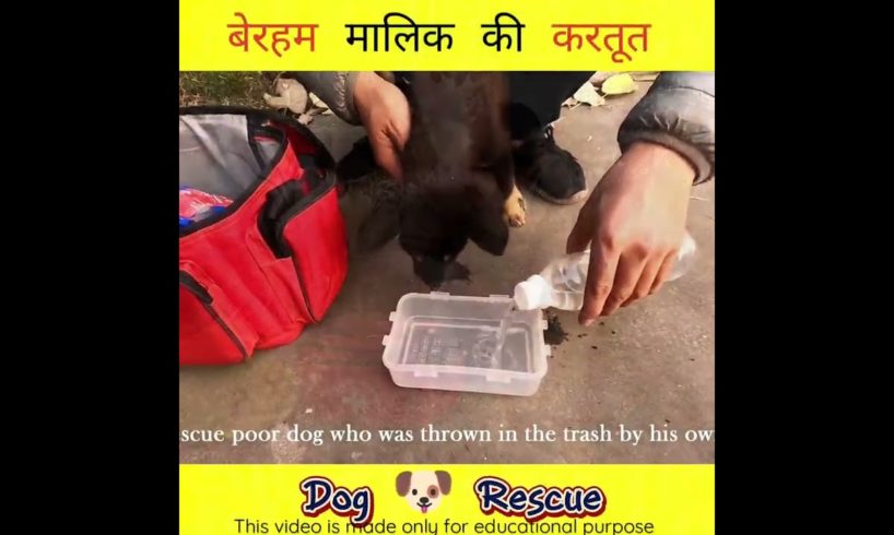 कितने पत्थर 😔 दिल हो गए हैं लोग💔 ।। Dog rescue। #shorts