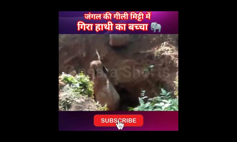 जंगल की गीली मिट्टी में गिरा हाथी का बच्चा 🐘 #shorts #humanity