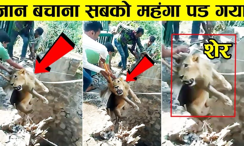 जंगली जानवरों पर कभी  भरोसा मत करना वरना यही होगा 😱😱| Best Inspiring Animal Rescues Of The Year