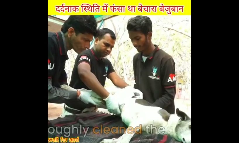 दर्दनाक स्थिति मे फंसा था बेचारा बेजुबान 🐕, Rescue Team animals help, #topfacts #sorts