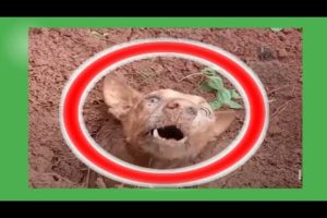 बच गिर मरते मरते 😭 Animal Rescue|| Animal rescue  team || @Awesome Animals