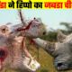 हिप्पो की हालत देख नही पाओगे आप / गैंडा VS  हिप्पो fight /wild animals fight /wild animal attack