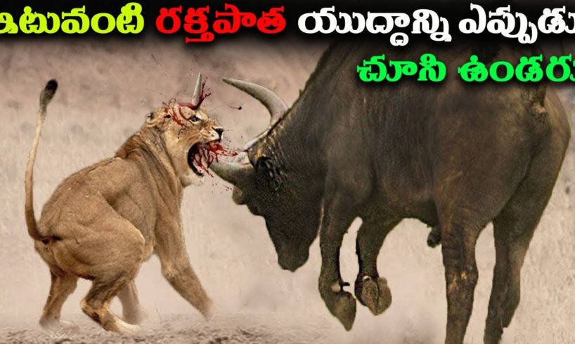 భీకరమైన అడవి జంతువుల పోరాటాలు | 10 Most Dangerous Wild Animal Fights.