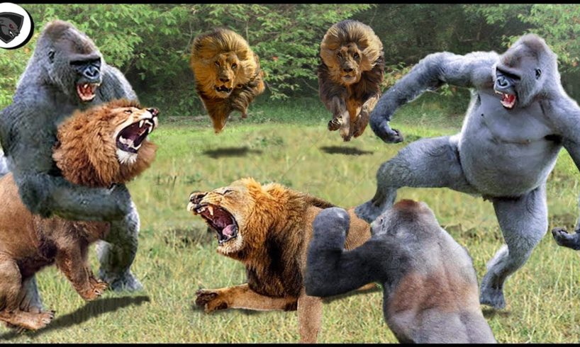 100 Best Fights of Animals Caught On Camera: Leopard, Baboon, Lion, Zebra