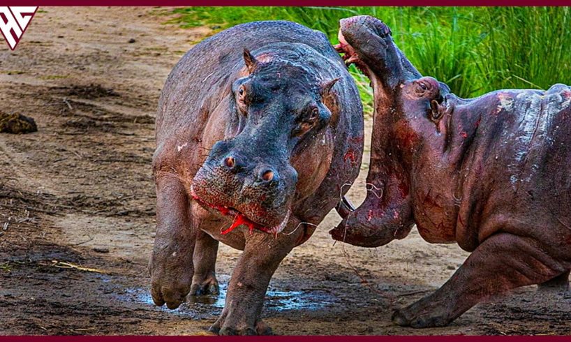 12 Brutal Animal Fights for Cannibalism and Domination