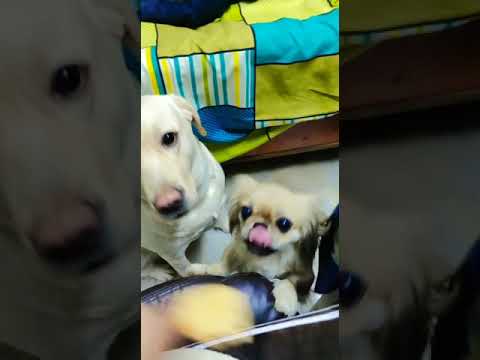 cute puppies cute | puppy videos | cute puppies shorts 5 | short vlogs 🐕#shorts #viral #shortvlog