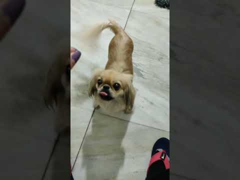 cute puppies cute | puppy videos | cute puppies shorts 18 | short vlogs 🐕#shorts #viral #shortvlog