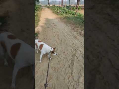 cute puppies cute | puppy videos | cute puppies shorts 28 | short vlogs 🐕#shorts #viral #shortvlog